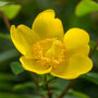 Hypericum 'Hidcote'