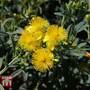 Hypericum kalmianum 'Blue Velvet'