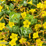 Hypericum elodes (Marginal Aquatic)