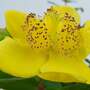 Hypericum x moserianum