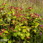 Hypericum 'Orange Flair'
