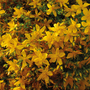 Hypericum perforatum