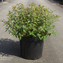 Hypericum 'Radiance'