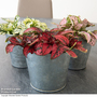 Hypoestes phyllostachya Mix