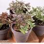Hypoestes phyllostachya Mix
