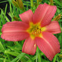 Hemerocallis 'Pink Damask'