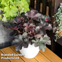 Heuchera 'Rex Black'
