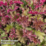 Heuchera 'Rex Red'