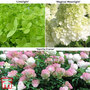 Hydrangea Premium Collection