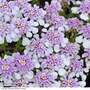Iberis 'Pink Ice'