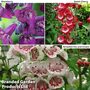 Penstemon 'Ice Cream Collection'