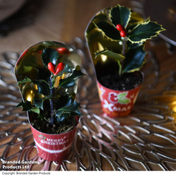 Christmas Holly Duo - Gift