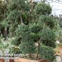 Ilex crenata 'Green Hedge'