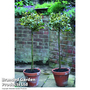 Holly Tree 'Golden King' - Gift