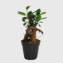 Ficus Ginseng