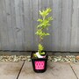 Elder Tree (Sambucus nigra) grown by Cotswold Trees