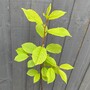 Bird Cherry tree (Prunus padus) grown by Cotswold Trees