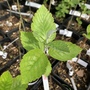 Whitebeam tree (Sorbus aria) grown by Cotswold Trees