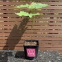 Sycamore tree (Acer pseudoplatanus) in a pot