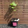 Small-Leaved Lime tree (Tilia cordata) in a pot