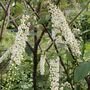 Bird Cherry tree (Prunus padus) grown by Cotswold Trees