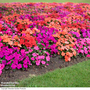 Busy Lizzie 'Beacon Sorbet Mix'