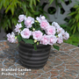 Busy Lizzie 'Glimmer Appleblossom'