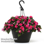 Busy Lizzie 'Glimmer Hot Pink'