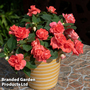 Busy Lizzie 'Glimmer Salmon'