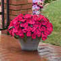 Busy Lizzie 'Solarscape Magenta Bliss'
