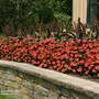 Busy Lizzie 'Solarscape Orange Burst'