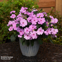 Busy Lizzie 'Solarscape Lilac Spark'