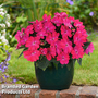Impatiens 'Sol Luna? Pink'