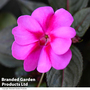 Sunpatiens 'Candy Purple'