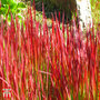 Imperata cylindrica 'Rubra'