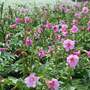Incarvillea delavayi