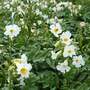 Incarvillea delavayi 'Snowtop'