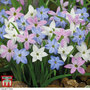 Ipheion Mixed