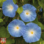 Morning Glory 'Heavenly Blue' - Seeds