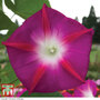 Morning Glory 'Party Dress' - Seeds