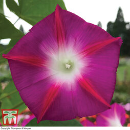 Morning Glory 'Party Dress' - Seeds