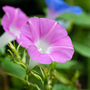 Morning Glory 'Candy Pink' - Seeds