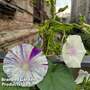 Morning Glory 'Kiss Me Quick' - Easy Grow Seed Range