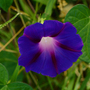 Morning Glory 'Kniolas Black Night' - Seeds