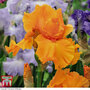 Iris 'Orange Harvest' (Re-Blooming)