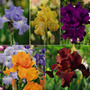 Iris 'Re-Blooming Collection'