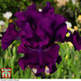 Iris 'Cantina' (Reblooming)