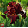 Iris 'Pass the Wine' (Re-Blooming)