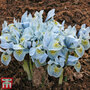 Iris 'Katharine Hodgkin'