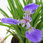 Iris setosa 'Baby Blue'